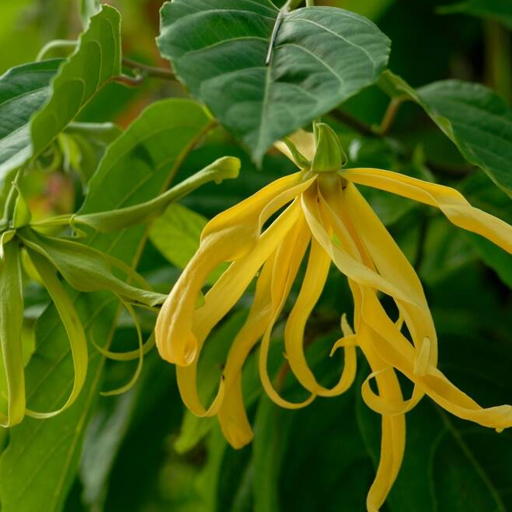 Ylang Ylang Absolute Oil Essential Oil Wholesaler