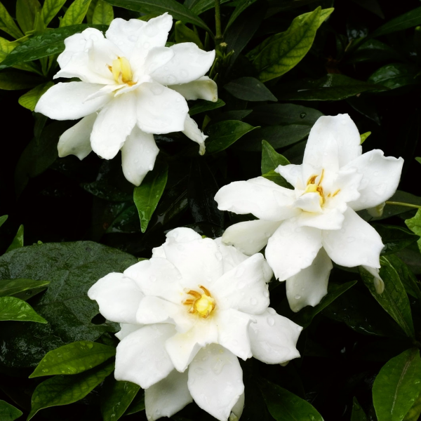 Gardenia Essential Oil