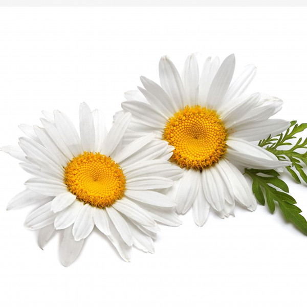 Chamomile Essential Oil