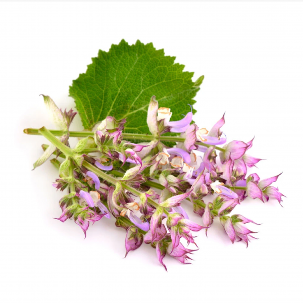 Clary Sage Essential Oil