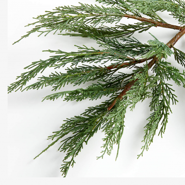 Cypress Essential Oil