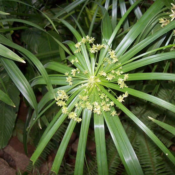 Cypriol (Nagermoth) Essential Oil