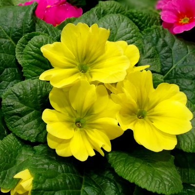 Evening Primrose Oil